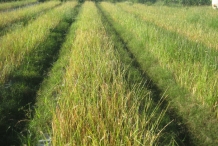 Vetiver-farm