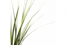 Vetiver-leaves
