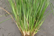 Vetiver-plant