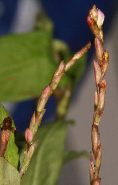 Flowering-tips-of-Vietnamese-coriander
