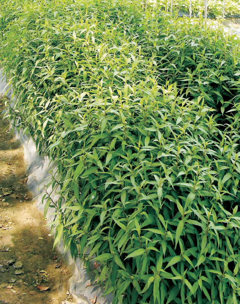 Vietnamese-coriander-Farming