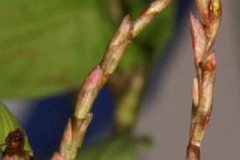 Flowering-tips-of-Vietnamese-coriander