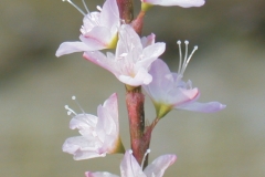 Flowers-of-Vietnamese-coriander