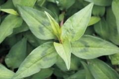 Leaves-of-vietnamese-coriander