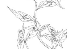 Sketch-oif-Vietamese-Coriander