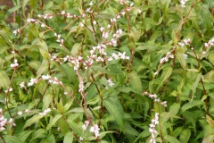 Vietnamese-Coriander-growing-wild