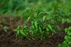 Vietnamese-Coriander-plant