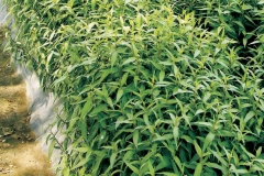 Vietnamese-coriander-Farming