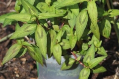 Vietnamese-coriander-Plant-grown-on-pot