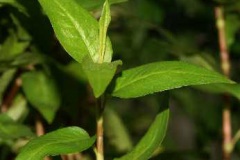 Vietnamese-coriander-shoot