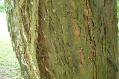 Bark-of-Vietnamese-rosewood