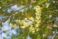 Flowers-of-Vietnamese-rosewood