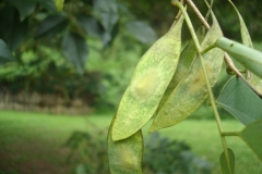 Immature-fruits-of-Vietnamese-rosewood