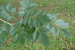 Leaves-of-Vietnamese-rosewood