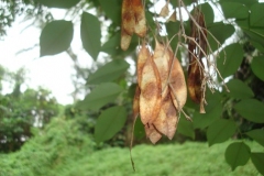 Mature-fruits-of-Vietnamese-rosewood