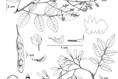 Plant-illustration-of-Vietnamese-rosewood