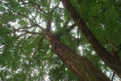 Trunk-of-Vietnamese-rosewood