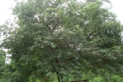 Vietnamese-rosewood-Tree-growing-wild