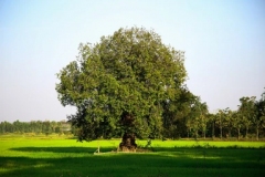 Vietnamese-rosewood-Tree