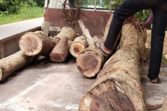 Wooden-logs-of-Vietnamese-rosewood
