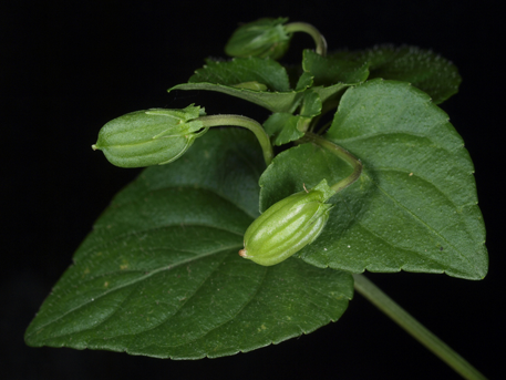 Immature-fruits-of-Violet-plant
