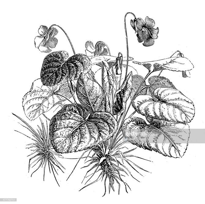 Sketch-of-Violet-plant