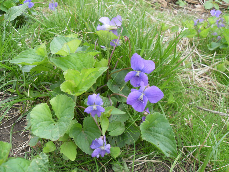 Violet-plant-Growing-wild