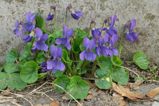 Violet-plant