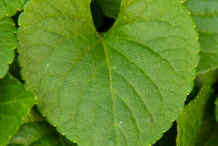 Closer-view-of-leaf-of-Violet-plant