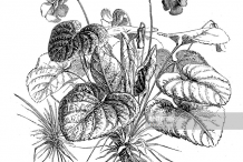 Sketch-of-Violet-plant