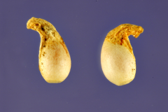 Closer-view-of-Violet-seeds