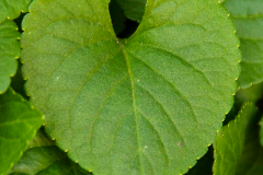 Closer-view-of-leaf-of-Violet-plant