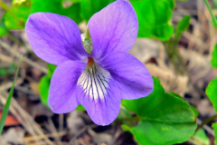 Flower-of-Violet-plant