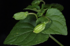 Immature-fruits-of-Violet-plant