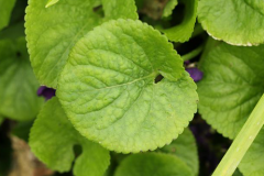 Leaves-of-Violet-plant