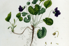 Plant-Illustration-of-Violet-plant