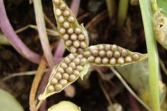 Seeds-of-Violet-plant