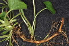 Stem-of-Violet-plant