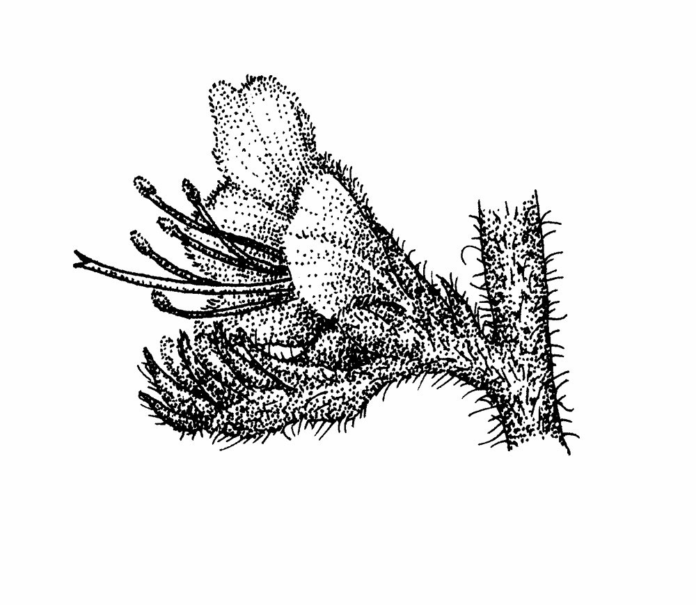 Sketch-of-Vipers-Bugloss
