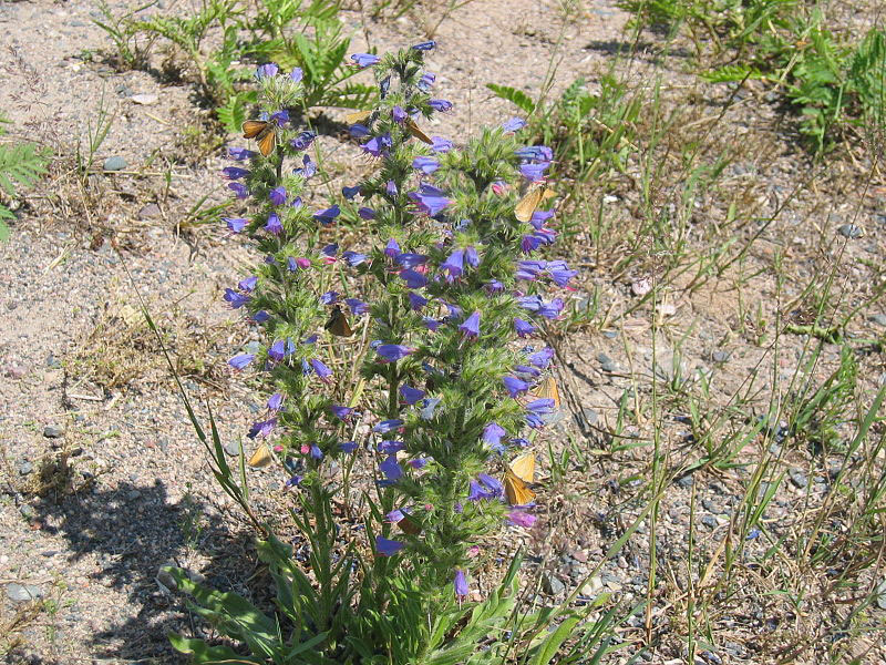 Vipers-Bugloss-Plant