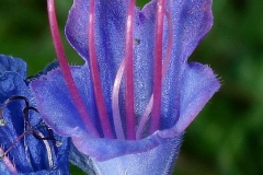 Closer-view-of-flower-of-Vipers-Bugloss