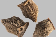 Closer-view-of-seeds-of-Vipers-Bugloss