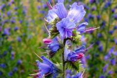 Flowers-of-Vipers-Bugloss
