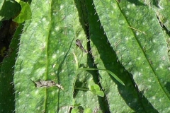 Leaves-of-Vipers-Bugloss