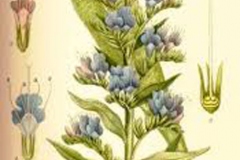 Plant-Illustration-of-Vipers-Bugloss