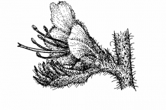 Sketch-of-Vipers-Bugloss