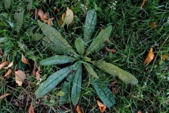Small-Vipers-Bugloss-plant