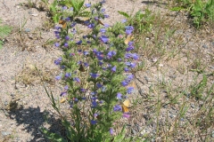 Vipers-Bugloss-Plant