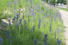 Vipers-Bugloss-plant-Growing-wild
