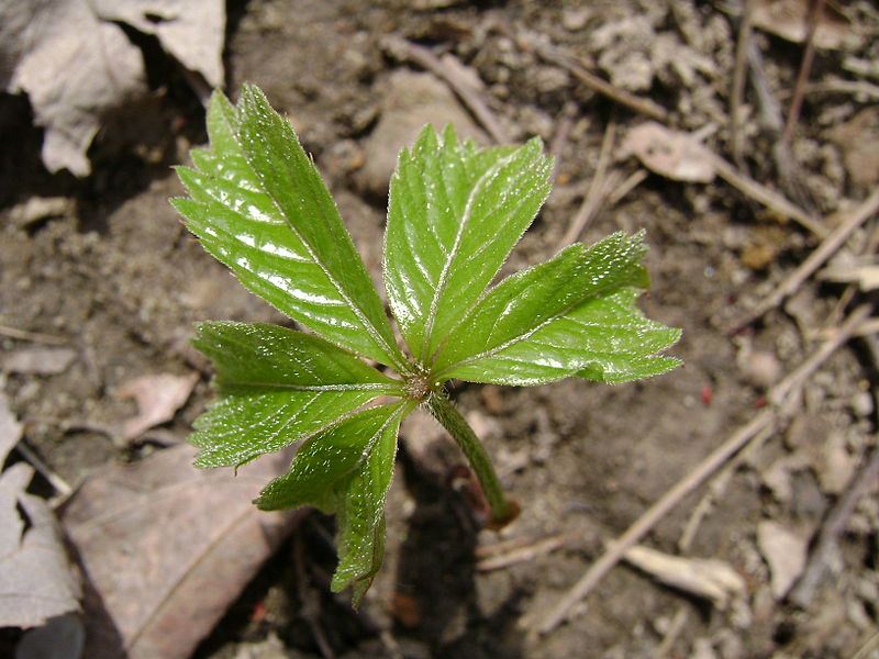 Emerging-leaf-during-spring